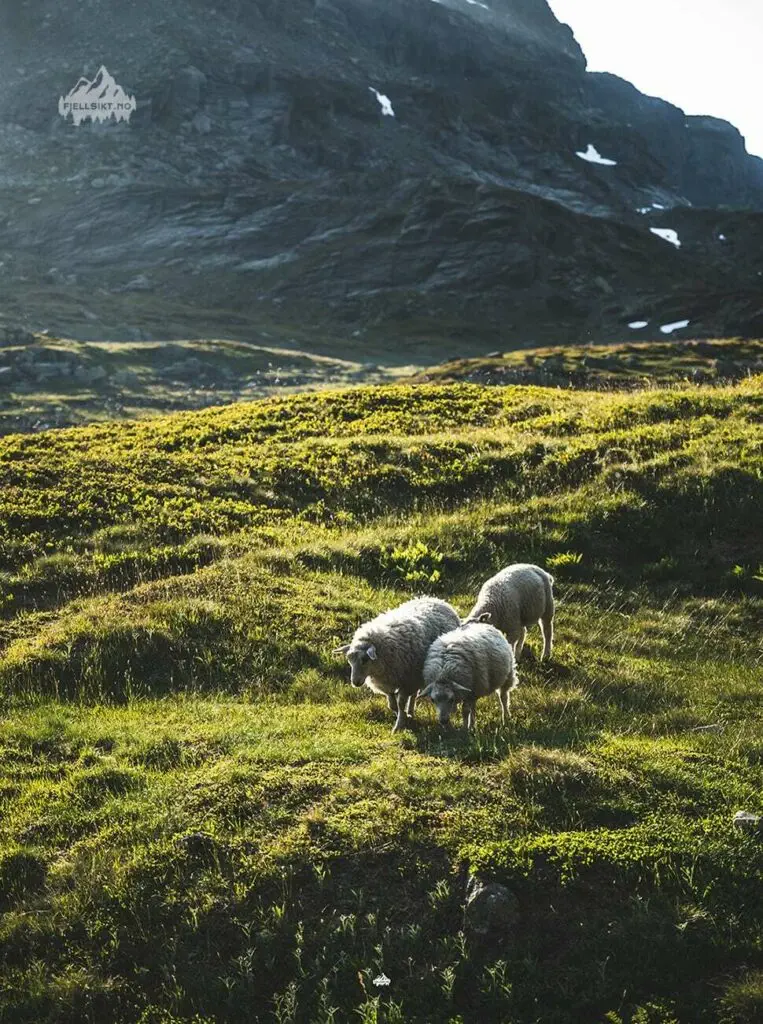 Bildet er fra en flott og lang gå-tur i Haukeli's flotte fjell. Her det sauer som vandrer i Nupshallene :)
