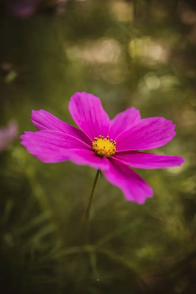 Cosmos, en av de vakreste blomstrene jeg vet om :D De lukter dessutten kjempe godt og de tiltrekker seg søte små humler :D