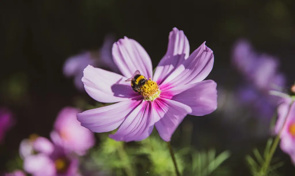 En vakker liten jordhumle på Cosmos
