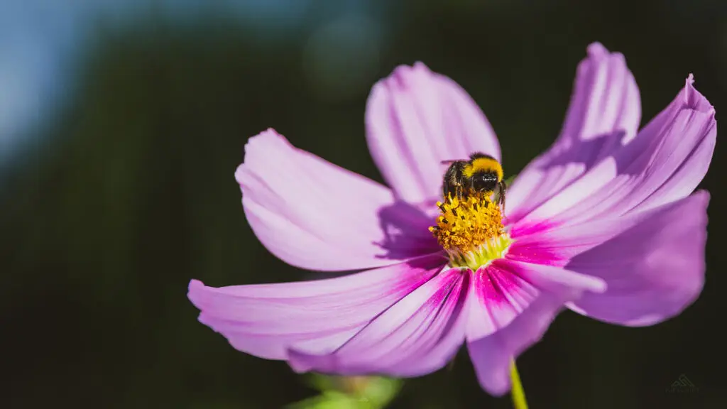 Cosmos, en av de vakreste blomstrene jeg vet om :D De lukter dessutten kjempe godt og de tiltrekker seg søte små humler :D