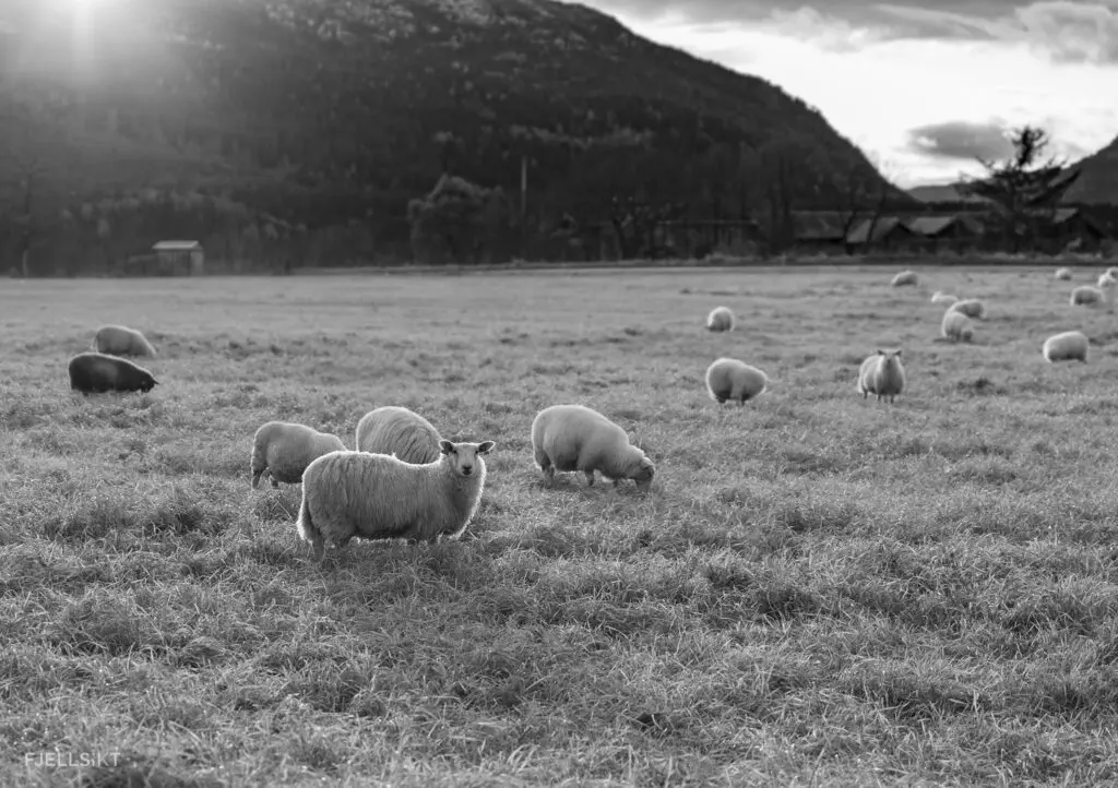 Dette svarthvitt bilde er fra Sauland i Vestfold og Telemark. En av mange sauer fikk se oss ved enden av jordet, dette var en av dem