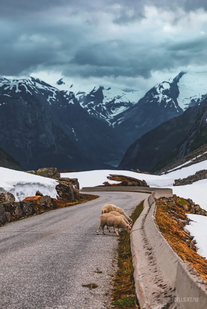 Strynefjellet er et fjellområde på grensen mellom Stryn kommune i Vestland og Skjåk kommune i Innlandet.