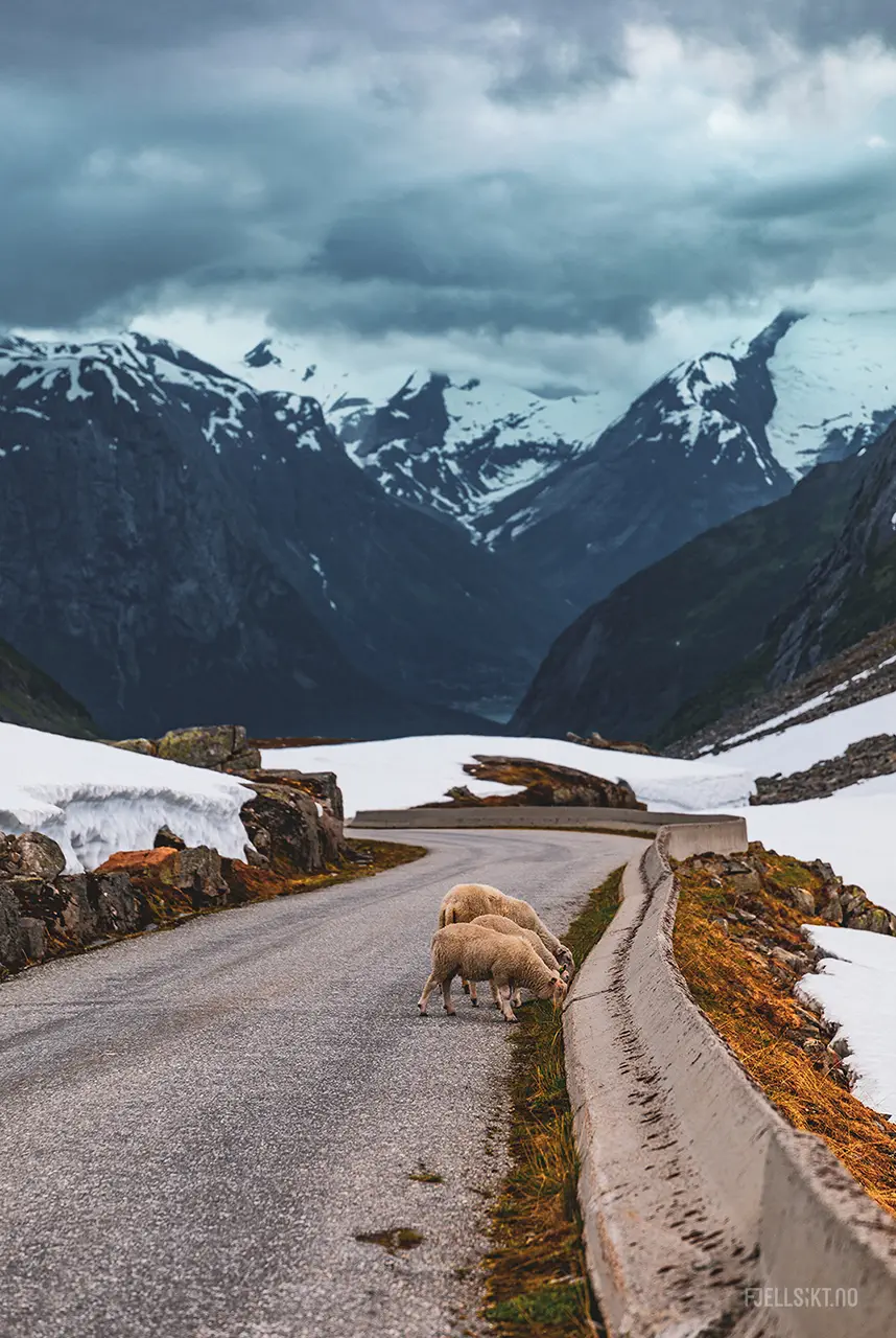 Strynefjellet er et fjellområde på grensen mellom Stryn kommune i Vestland og Skjåk kommune i Innlandet.