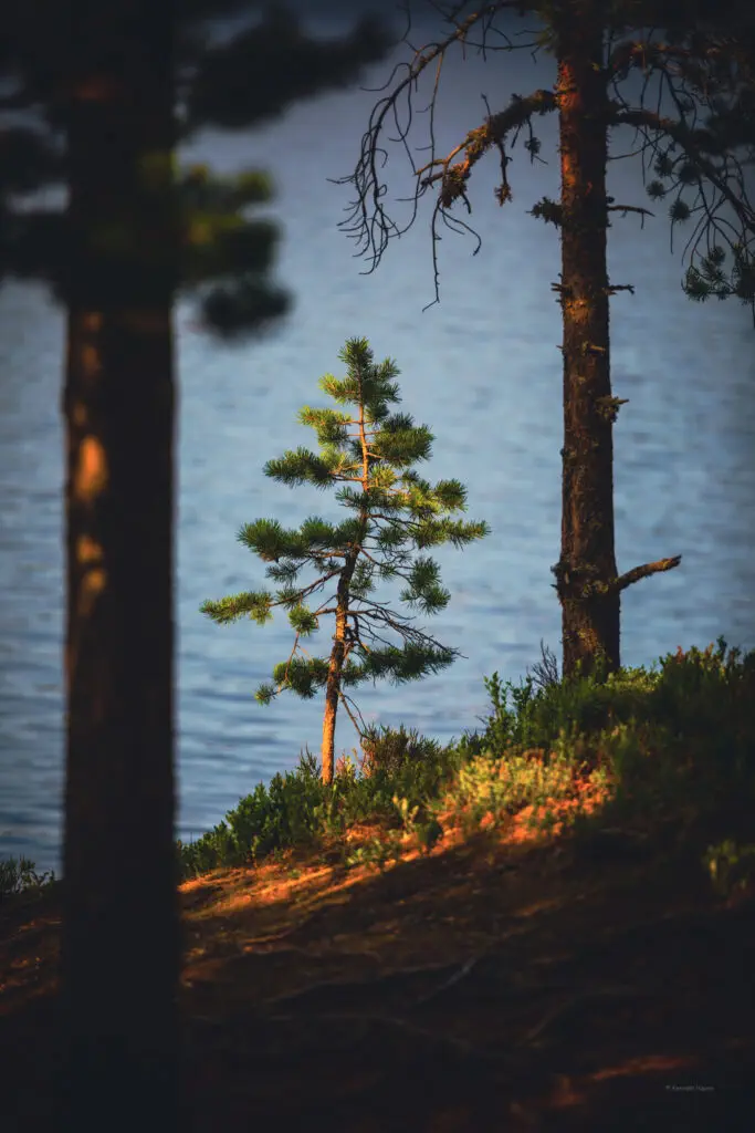 Bestul er et lite usjenert sted i idylliske Luksefjell i Skien og en av de eldste gårdene i Luksefjell. Det furutre nede ved Økteren som solen ser på.