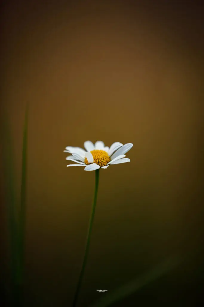 bokeh nordfoto.no kenneth hauen blomst med flotte naturlig bakgrunnsfarger i bokeh