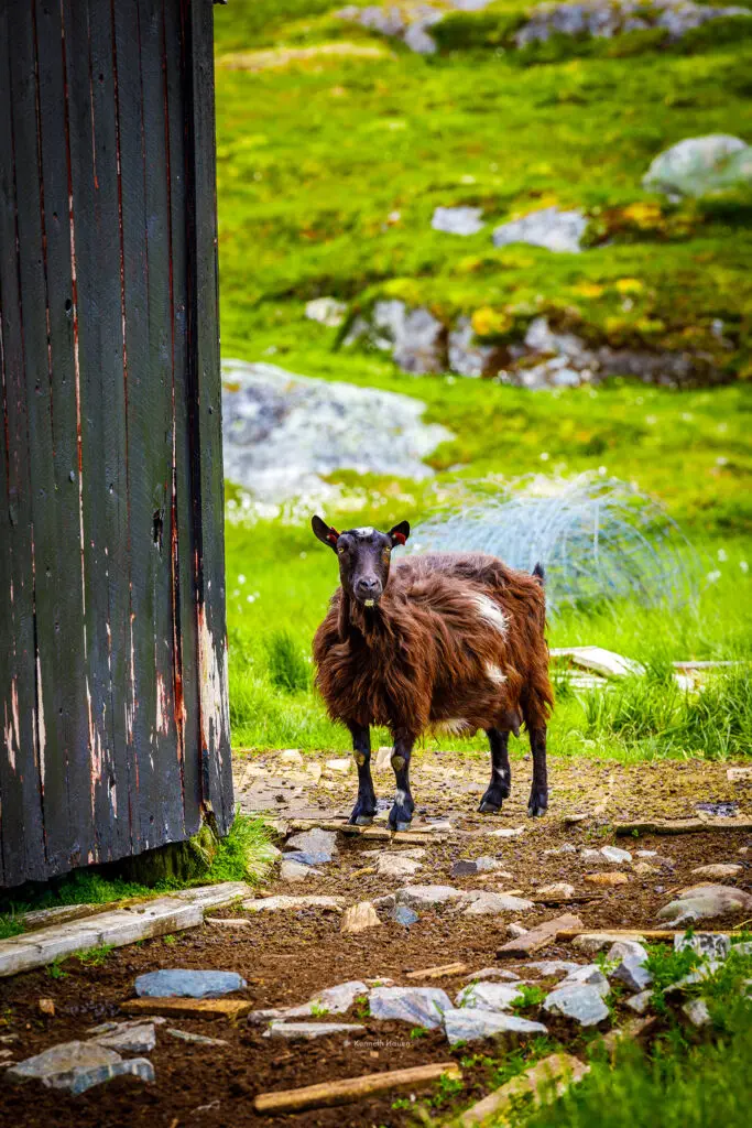 Geiter ved Bruhaug - Her i Bykle og Hovden ligger over 800moh i fjellkommunen Setesdal. Her vil du finne et vakkert fjellområde med hundrevis av turstier, frittgående sau og geiter.