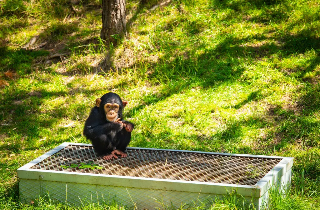 Kongo er en bemerkelsesverdig sjimpanse som bor i Dyreparken i Kristiansand. Med sitt karakteristiske utseende og unike personlighet, er Kongo en av parkens mest elskede innbyggere. Hans nysgjerrige øyne og lekne oppførsel fanger øyeblikkelig oppmerksomheten til besøkende i alle aldre
