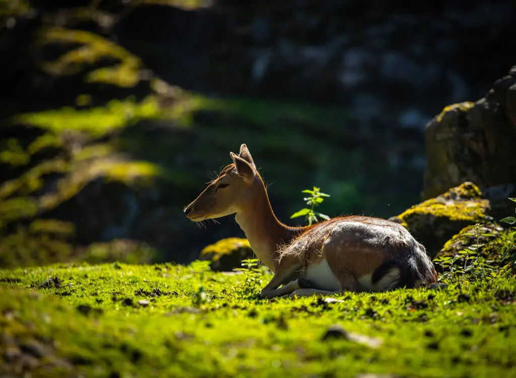Dådyr, også kjent som europeisk dåhjort (Dama dama), er en middels stor art av hjortefamilien. De er kjennetegnet av sine karakteristiske gevir, som består av flate, forgrenede plater. Dådyr er vanligvis aktive i skumringen og nattetimene, og de foretrekker å beite på gress, urter og løvverk.