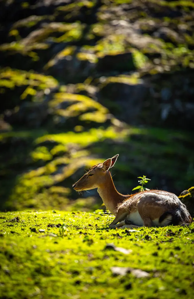 Dådyr, også kjent som europeisk dåhjort (Dama dama), er en middels stor art av hjortefamilien. De er kjennetegnet av sine karakteristiske gevir, som består av flate, forgrenede plater. Dådyr er vanligvis aktive i skumringen og nattetimene, og de foretrekker å beite på gress, urter og løvverk.