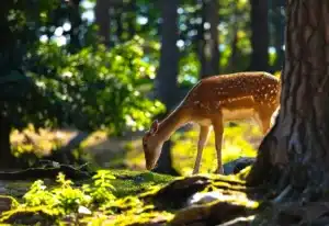 Norsk natur, by- og landskapsbilder - Fototeknikker og SEO 39 Dådyr i Dyreparken i Kristiansand - Kenneth Hauen
