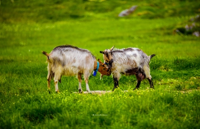 Forkortelser innen Fotografi: En detaljert guide 14 Geiter ved Bruhaug - Her i Bykle og Hovden ligger over 800moh i fjellkommunen Setesdal. Her vil du finne et vakkert fjellområde med hundrevis av turstier, frittgående sau og geiter.