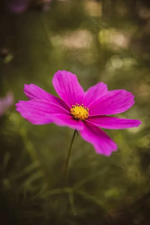 Komposisjon i fotografi: En guide til visuell historiefortelling 20 Cosmos, en av de vakreste blomstrene jeg vet om :D De lukter dessutten kjempe godt og de tiltrekker seg søte små humler :D