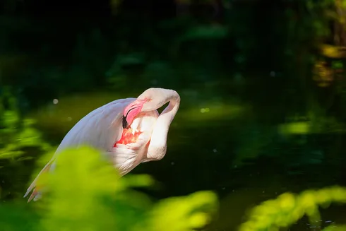 Komposisjon i fotografi: En guide til visuell historiefortelling 22 Flamingoene i Dyreparken i Kristiansand utgjør en fortryllende og fargerik attraksjon som tiltrekker seg besøkende i alle aldre. Med sine slående nyanser av rosa og rødt skiller de seg ut som levende juveler i parkens naturlige omgivelser.