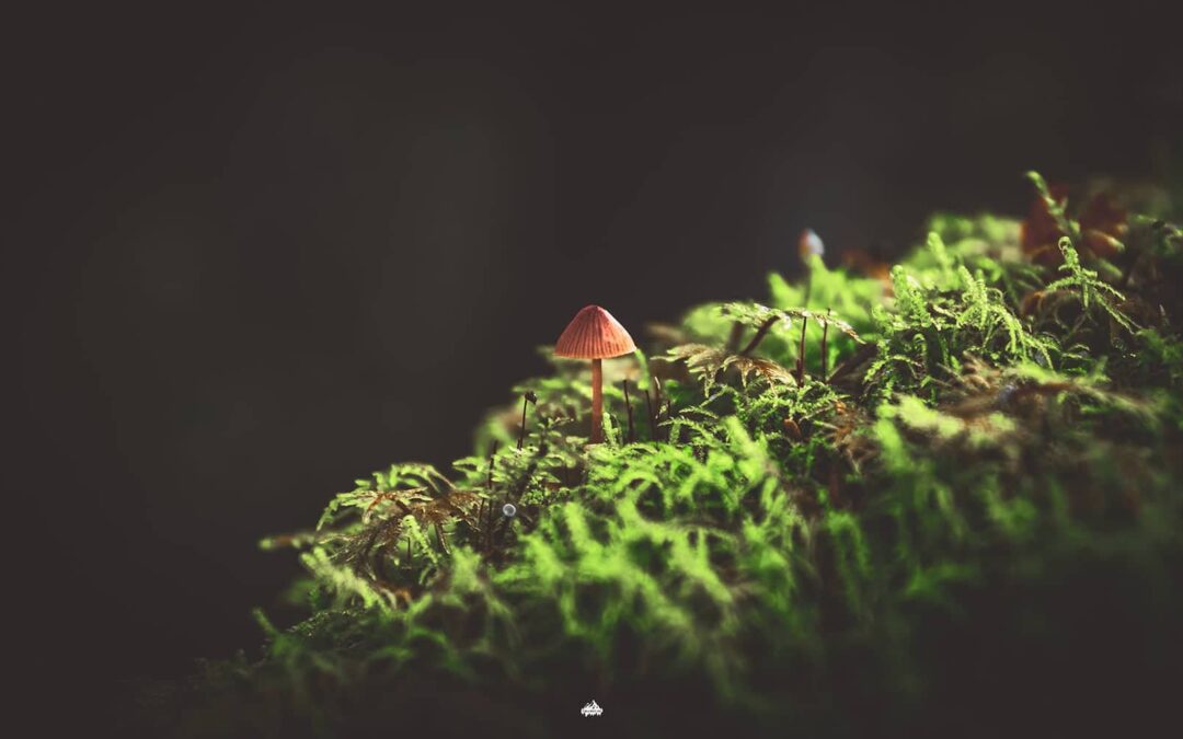 Gjøre og ikke gjøre ved landskapsfotografering